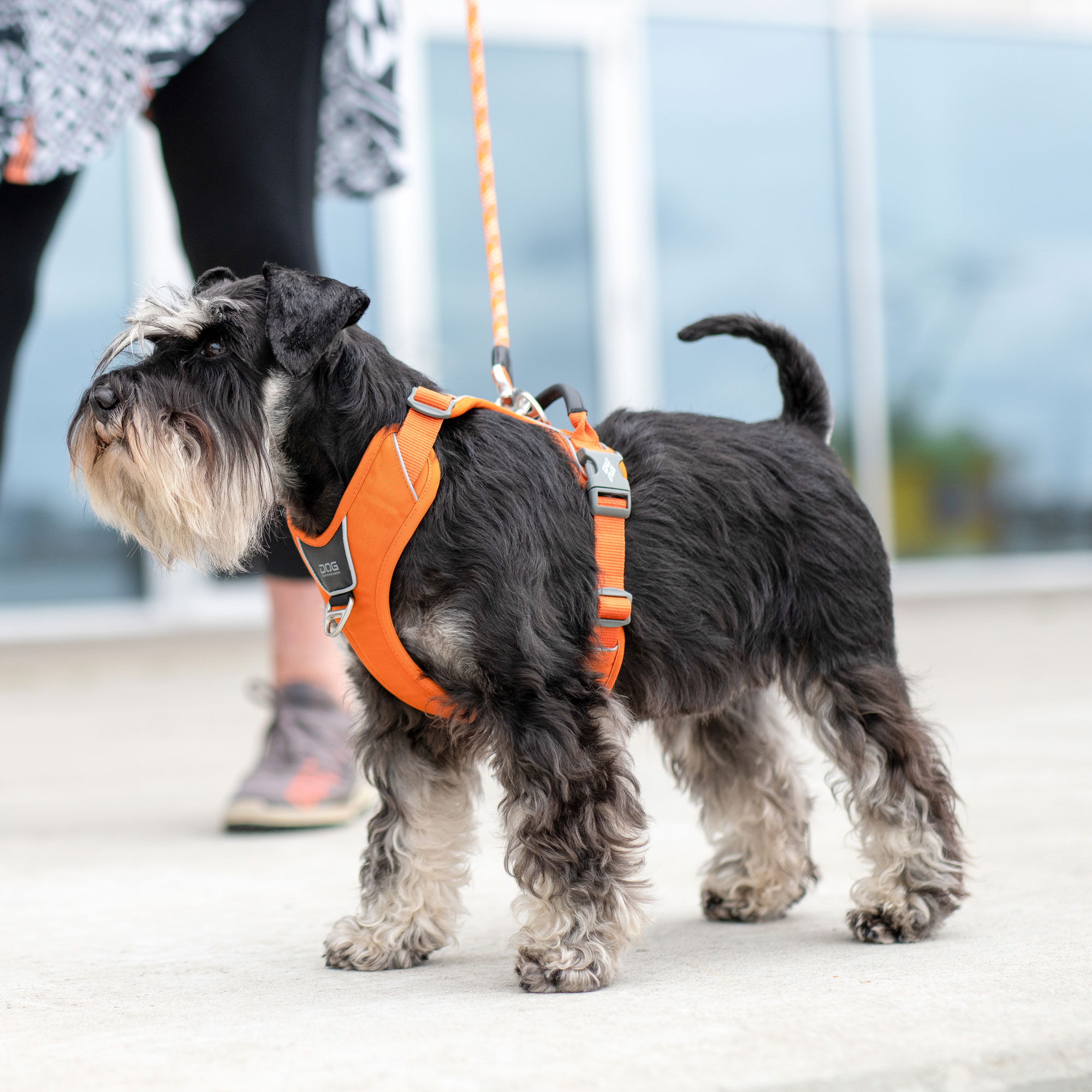 DOG Copenhagen Comfort Walk Pro Harness